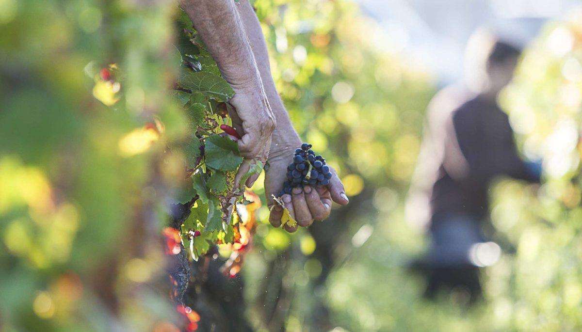 photo-vin-2014-081