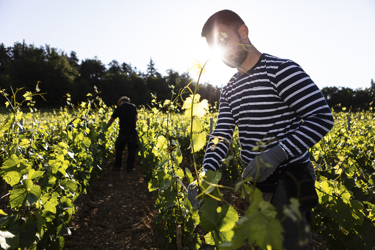 photo-vin-2019-004