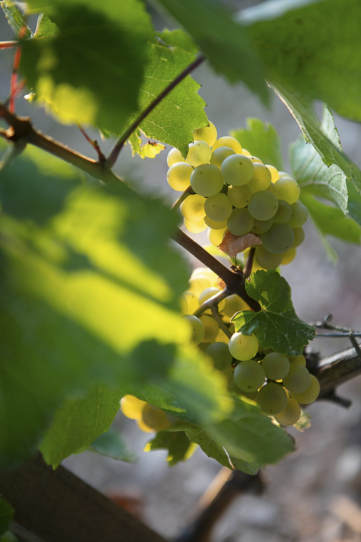 photo-vin-2019-009
