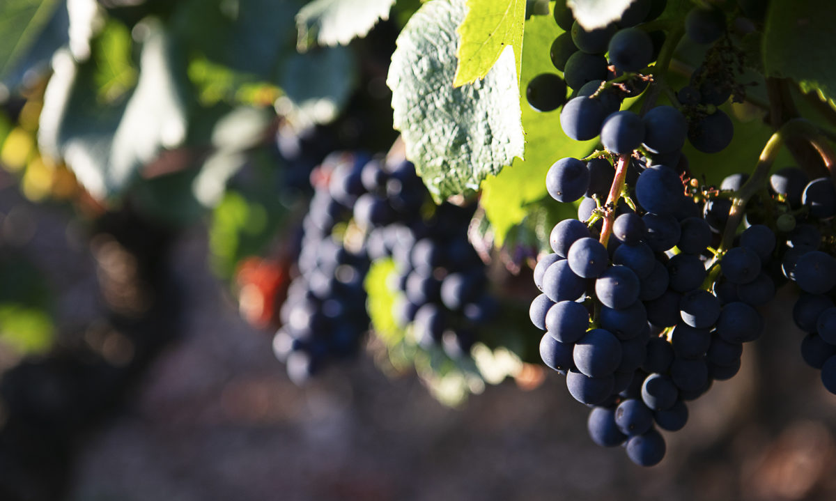 photo-vin-2019-012