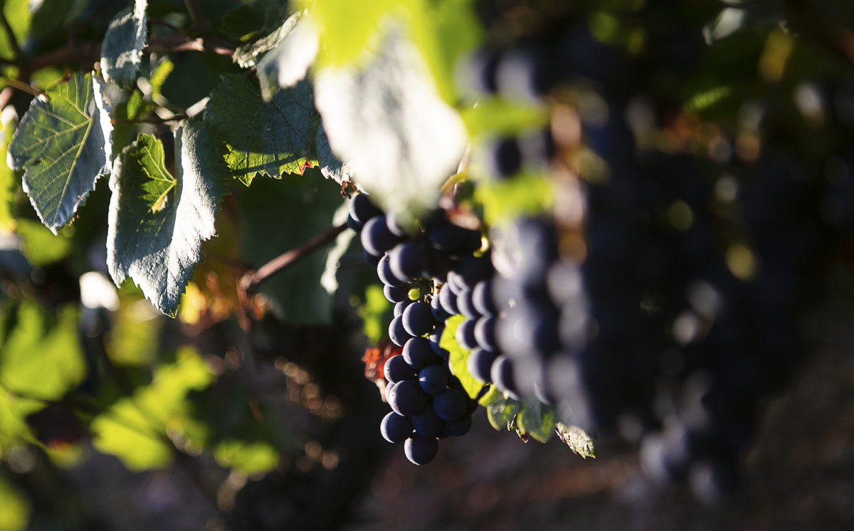 photo-vin-2019-013