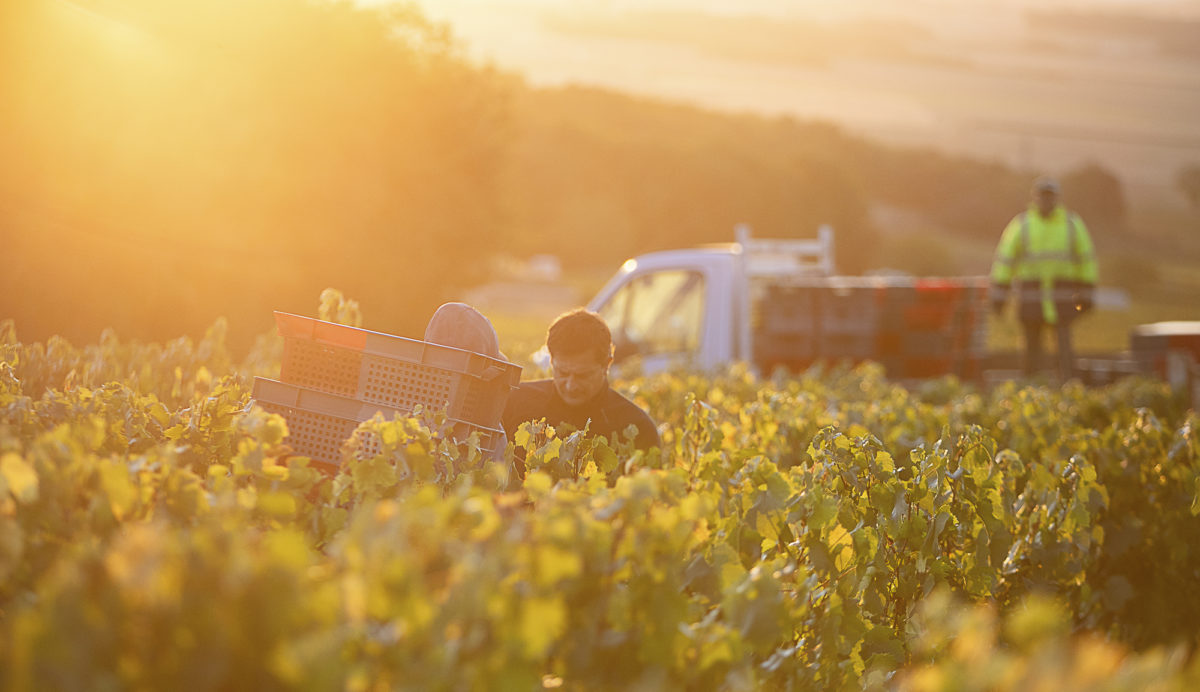 photo-vin-2019-023